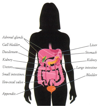 Organer kroppens Organerne i